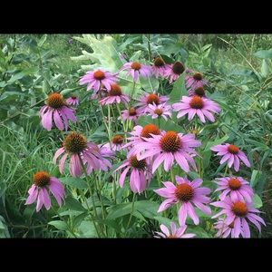 Meet your Posher, Nancy